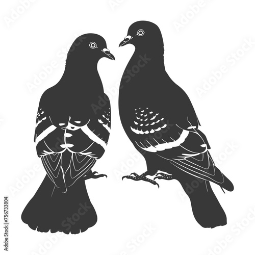 Silhouette pigeon bird animal couple pigeon black color only