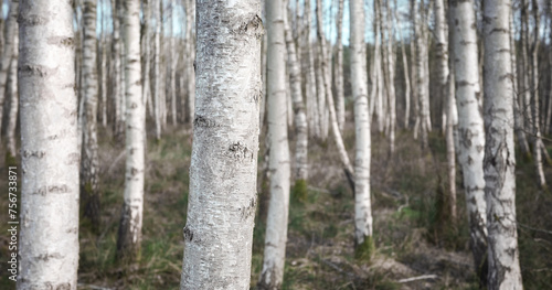 Panoramic photo of a birch grove, selective focus.