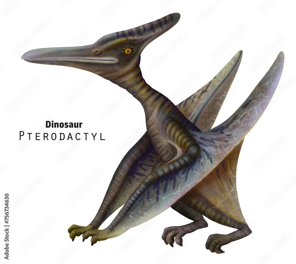 Fototapeta premium Pterodactyl illustration. Sitting dinosaur with its wings folded. Grey dino