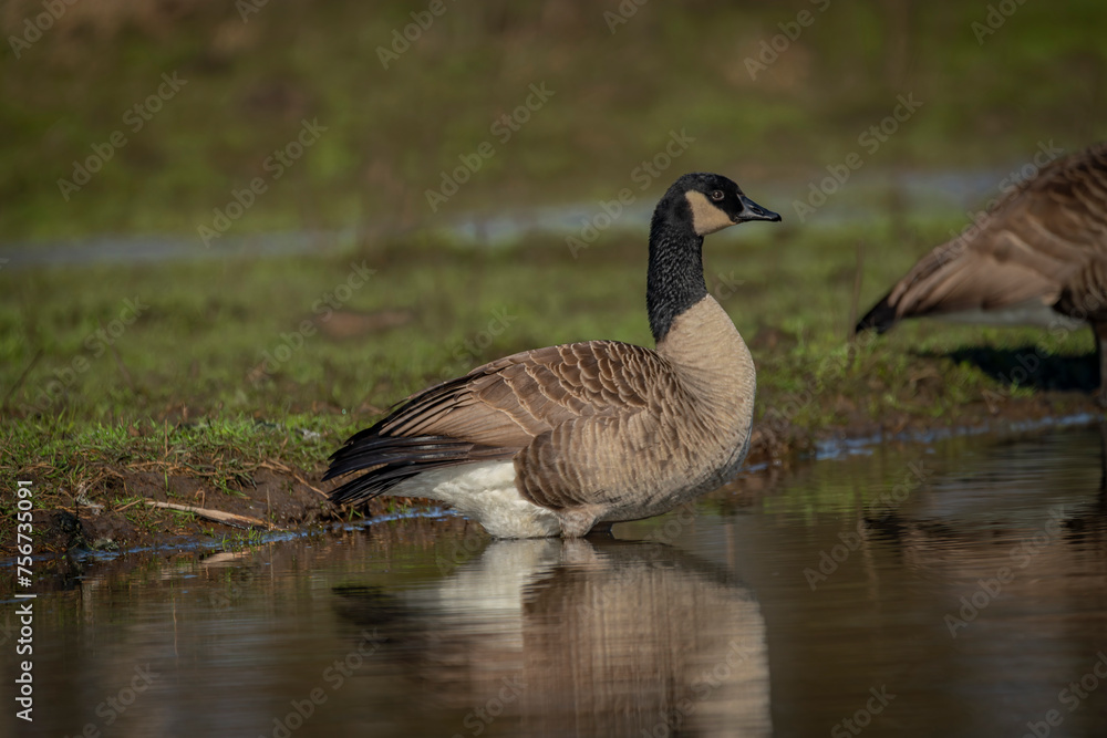 Fototapeta premium Wild goose near lake with water in spring fresh sunny day