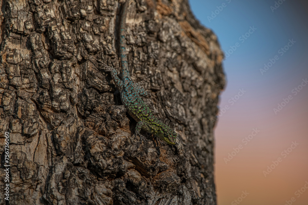 Liolaemus tomando los últimos rayos del sol. Liolaemus tomando los últimos rayos del sol.