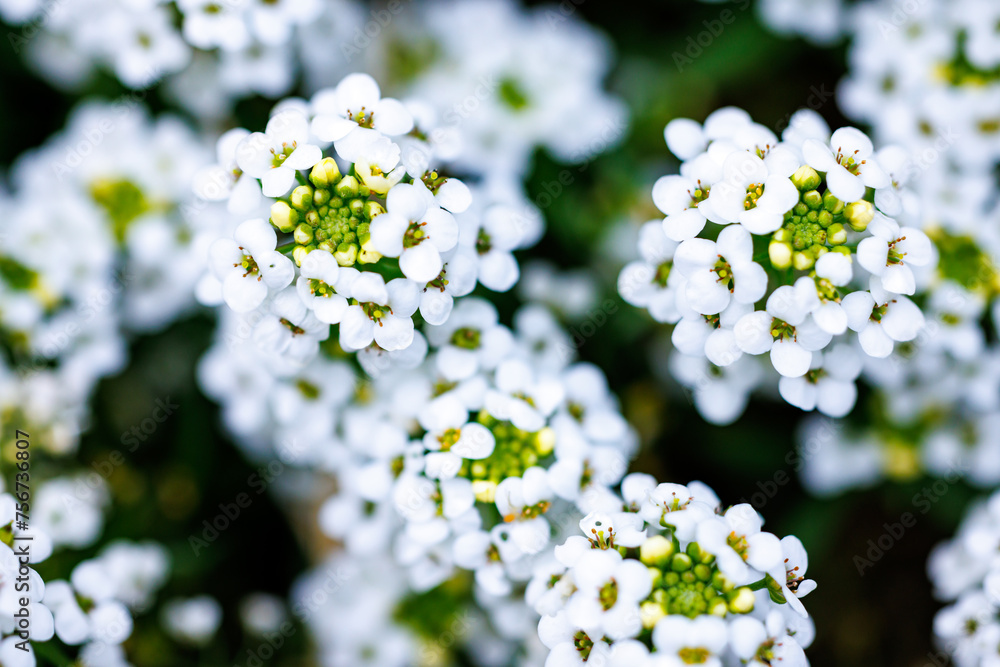 White sweet alyssum flowers blooming close up White sweet alyssum flowers blooming close up