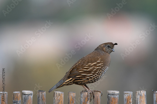Canvas Print Codorniz Hembra en el cerro San Cristobal