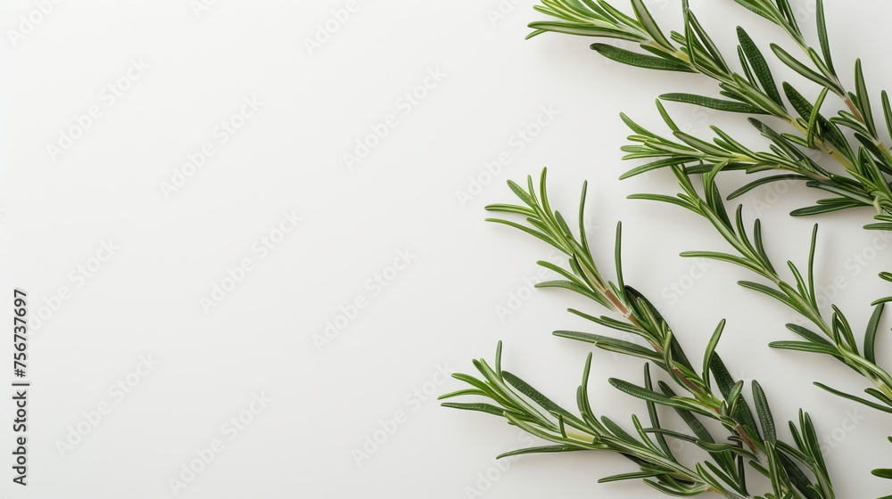 Naklejka premium rosemary sprigs.