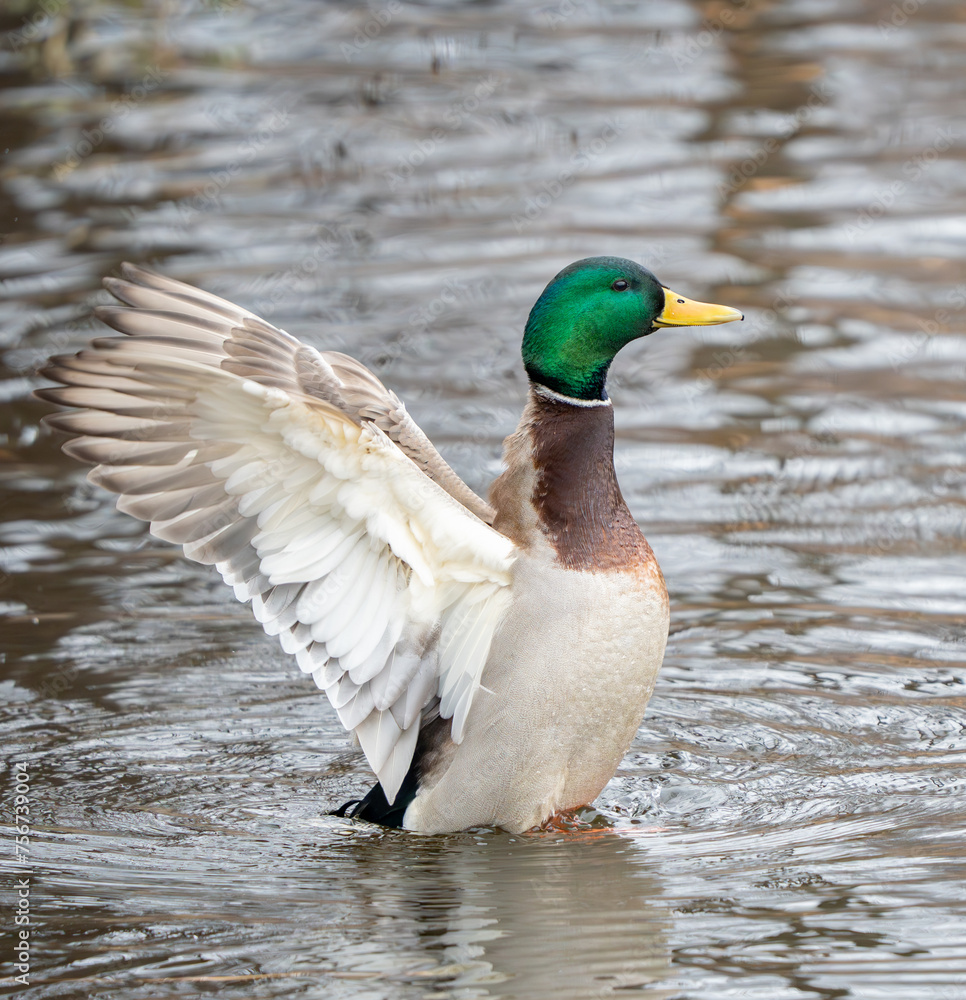 wild duck with spread wings wild duck with spread wings