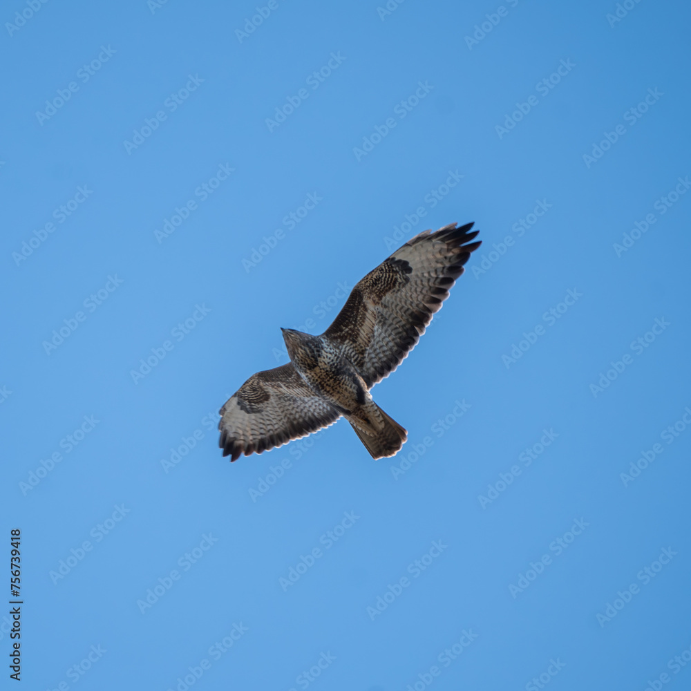 Obraz premium The common buzzard (Buteo buteo) in flight.