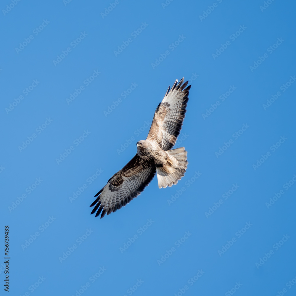 Fototapeta premium The common buzzard (Buteo buteo) in flight.