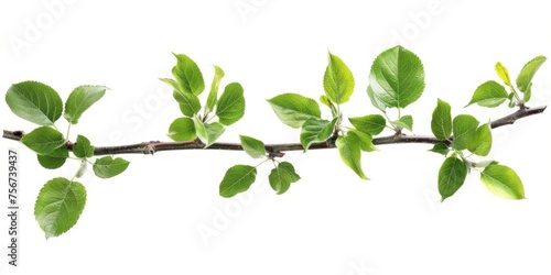 Close up of a branch with green leaves, perfect for nature concepts