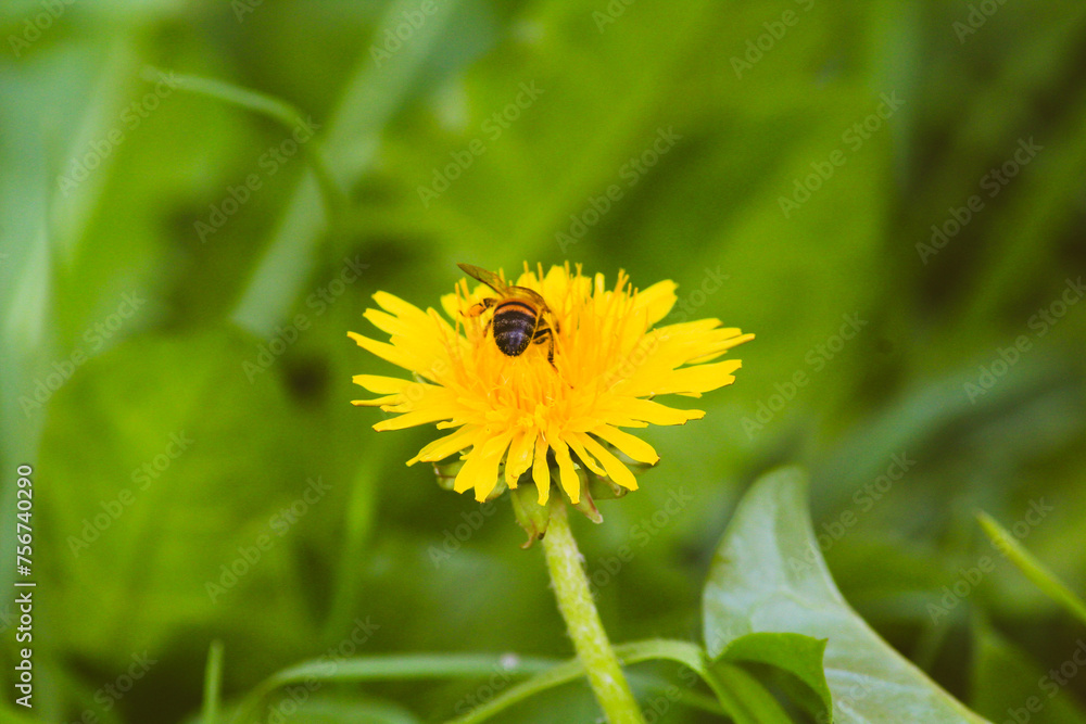 Abejas y mariposas en Flores dientes de leon amarillas Abejas y mariposas en Flores dientes de leon amarillas