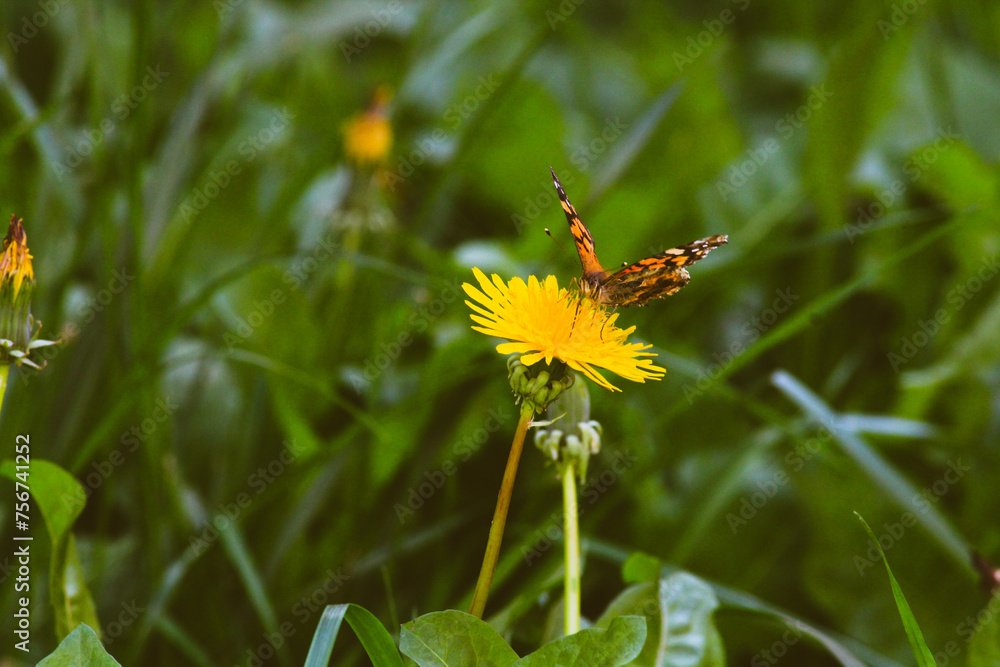 Mariposas en flores amarillas dientes de leon Mariposas en flores amarillas dientes de leon