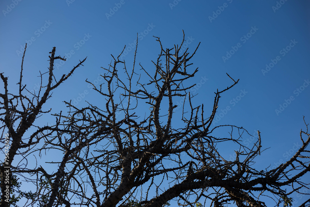 Obraz premium tree branches against blue sky