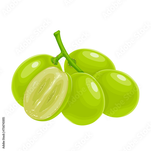 Vector illustration, muscat grapes, isolated white background.