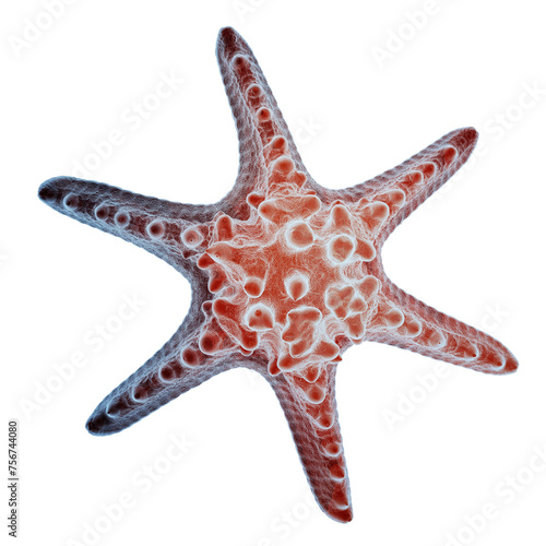 3d rendering of a starfish, png format