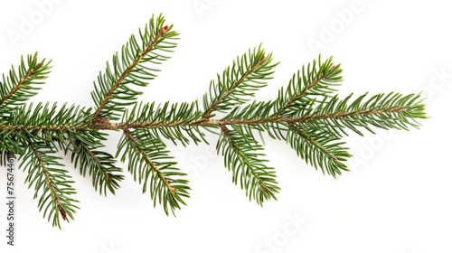Close-up of a pine tree branch on a plain white background. Ideal for nature or Christmas themed designs