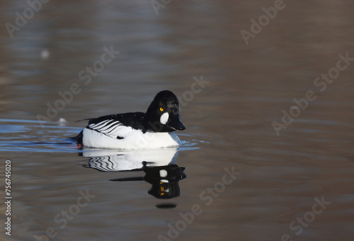 Photography Goldeneye