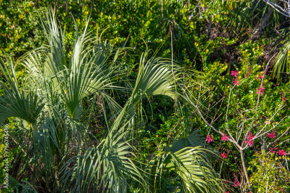 Lush vegetation in a pretty tropical garden in Florida in the United States Lush vegetation in a pretty tropical garden in Florida in the United States