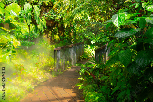 Lush vegetation with path in a pretty tropical garden in Florida  USA