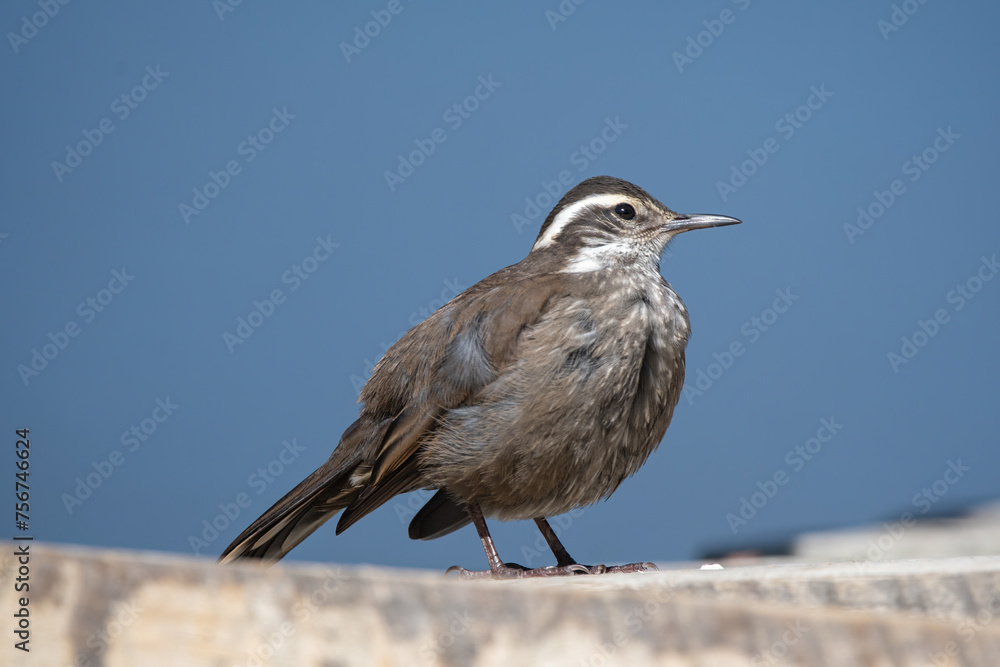 Fototapeta premium Churrete en el lago La Paloma