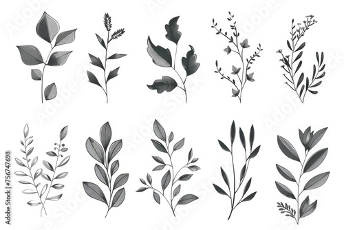 Collection of different types of leaves, suitable for various design projects