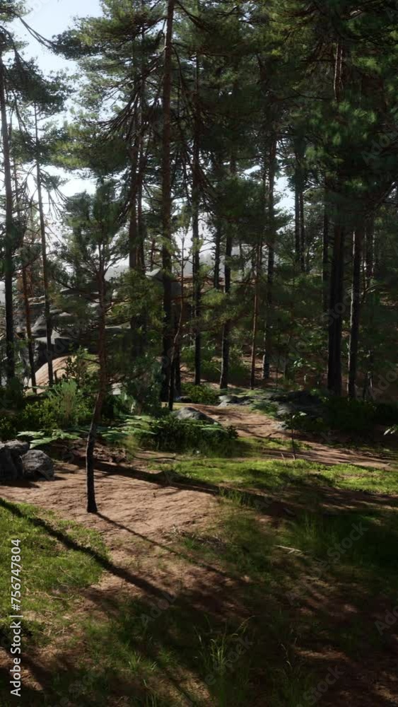 Beautiful remote evergreen forest in mountain Beautiful remote evergreen forest in mountain