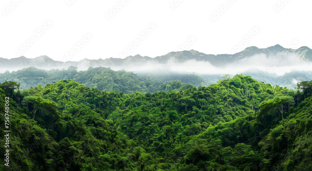 Lush green canopy of a misty tropical rainforest, cut out - stock png.