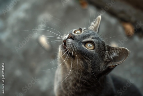 A curious gray cat staring up at the sky. Perfect for pet and animal lovers