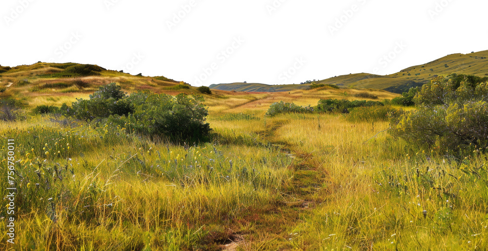 Obraz premium Serene golden hills with a narrow path and wildflowers, cut out - stock png.