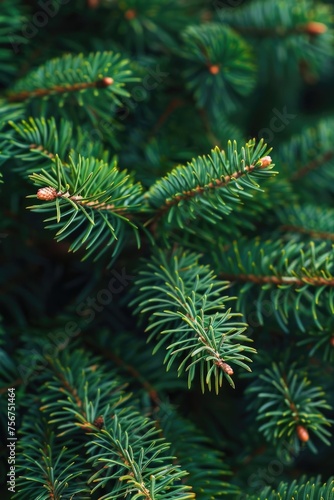 Close up of a pine tree with cones  suitable for nature themes