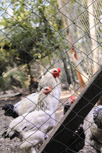 gallina, ave, gallina, animal, chacras, blanco, ave de corral, gallo, agricultura, pico, ave de corral, naturaleza, rojo, emplumar, ave, domestica, pollas, emplumar, campesina, alimento, aislada, verd