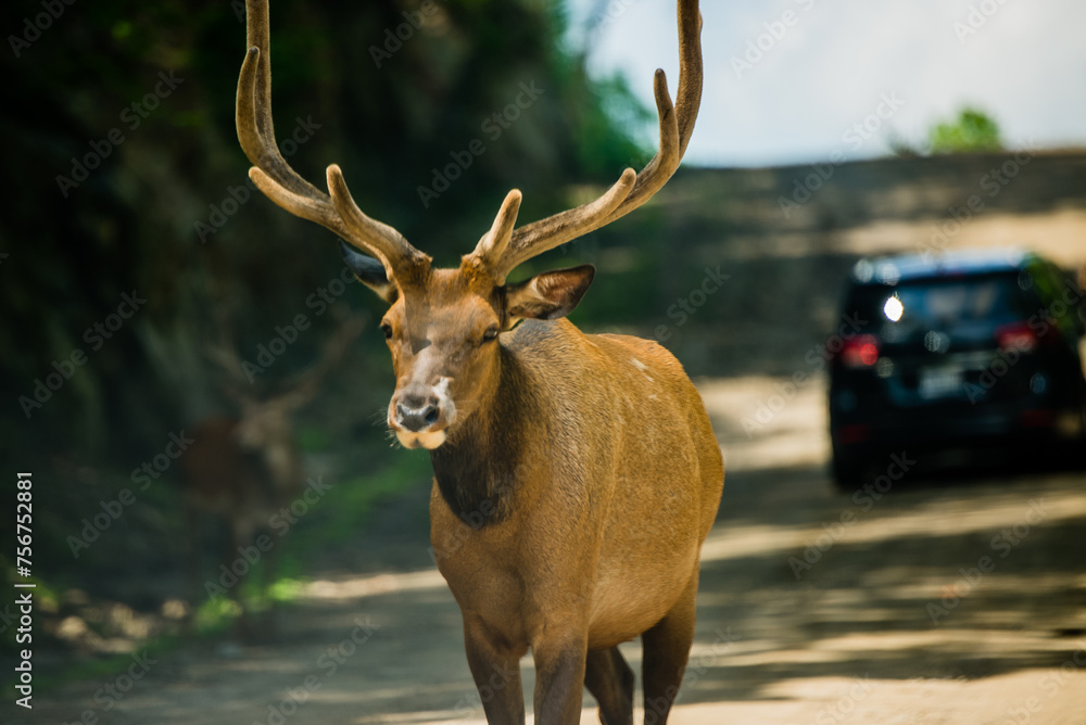 Fototapeta premium Parc Omega, Canada, July 3 2020 - Roaming elk in the Omega Park in Canada