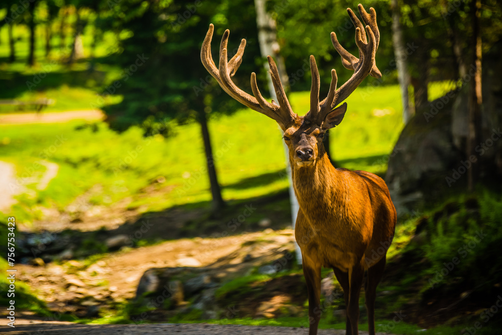 Obraz premium Parc Omega, Canada, July 3 2020 - Roaming elk in the Omega Park in Canada