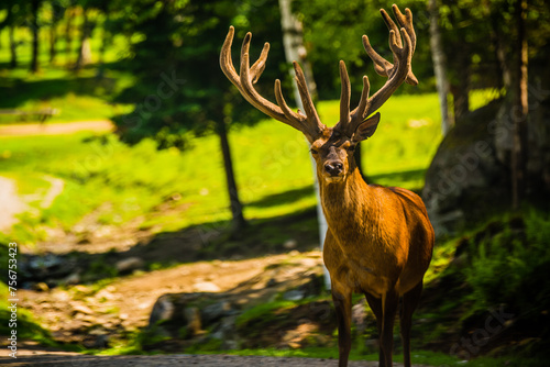 Parc Omega  Canada  July 3 2020 -  Roaming elk in the Omega Park in Canada