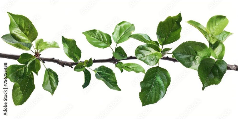 Close-up of a branch from an apple tree, perfect for nature designs Close-up of a branch from an apple tree, perfect for nature designs