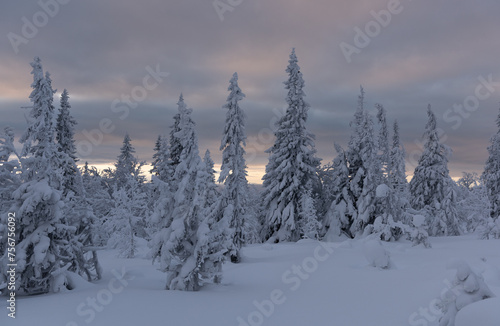 Snow covered trees in Swedish Jamtland, under clouds softly lit with orange sunrise light