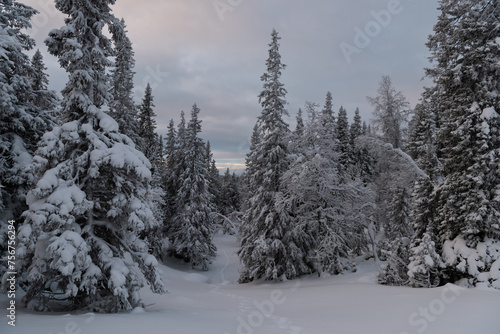 Path through snow-covered trees in Northern Sweden