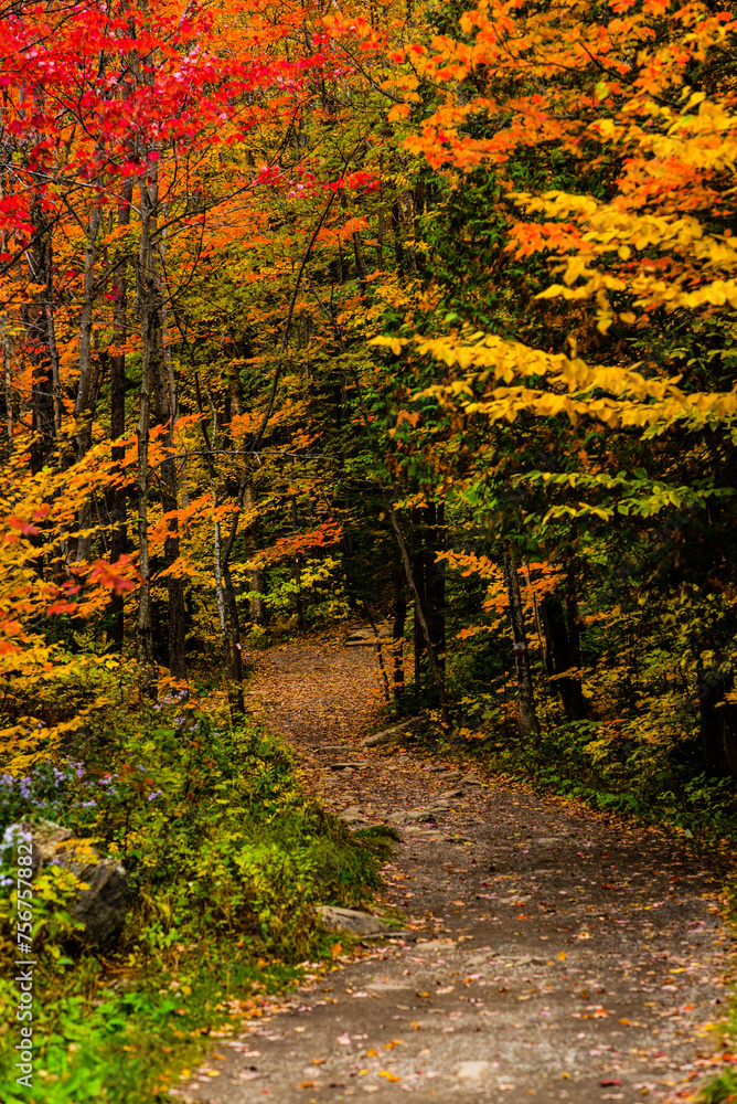 Mont Ham, Canada - September 25 2020: Autumn Forest in the Mont Ham in Quebec Canada Mont Ham, Canada - September 25 2020: Autumn Forest in the Mont Ham in Quebec Canada