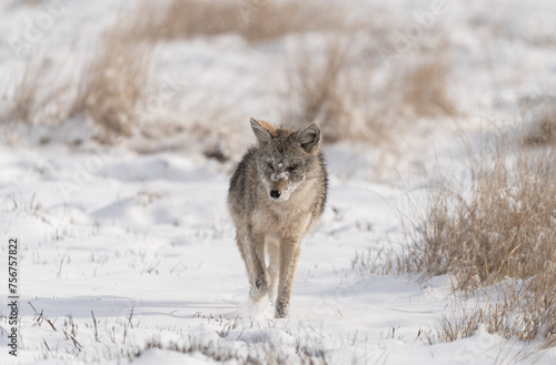 Coyote walking through a winter landscape on a Colorado prairie