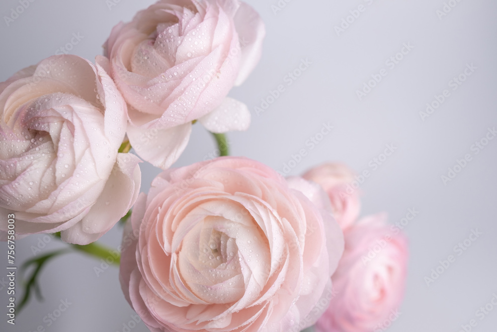 Blooming delicate spring flowers. Festive background, pastel and soft bouquet of floral card. Delicate ranunculus. Top view with copy space Blooming delicate spring flowers. Festive background, pastel and soft bouquet of floral card. Delicate ranunculus. Top view with copy space