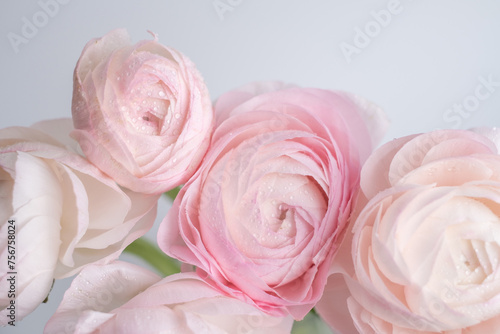 Blooming delicate spring flowers. Festive background, pastel and soft bouquet of floral card. Delicate ranunculus. Top view with copy space 