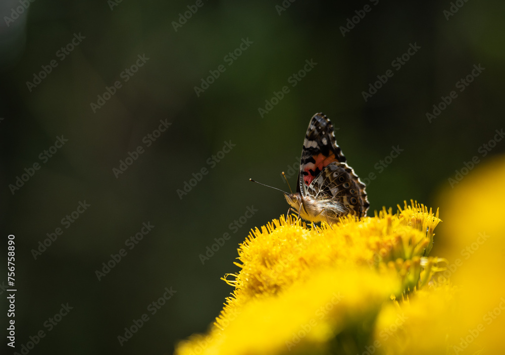 Red admiral butterfly on milkweed Red admiral butterfly on milkweed