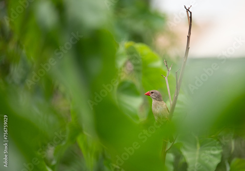 Red billed Quelea on a branch photo