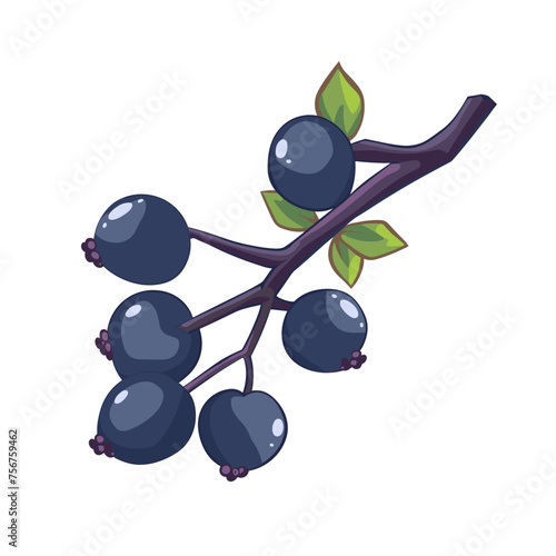Blackthorn isolated on white background. Vector illustration.