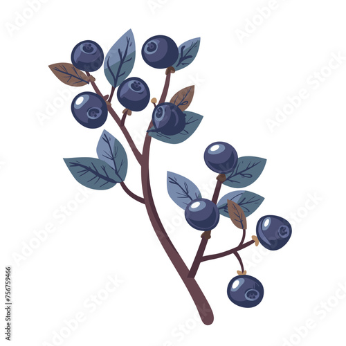 Blackthorn branch with berries and leaves isolated on white background. Vector illustration.