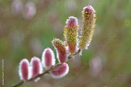 Flowering Catkins of Salix gracilistyla ‘Mount Aso’, also known as Japanese Pink Pussy Willow.