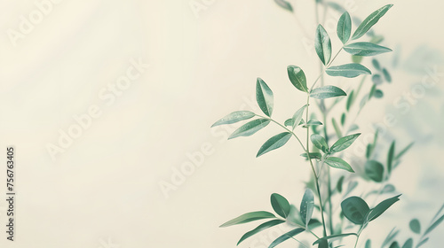 A zen plant background  plant background for text and presentations