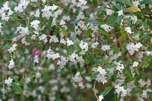 White Daphne bholua 'Alba' in flower.