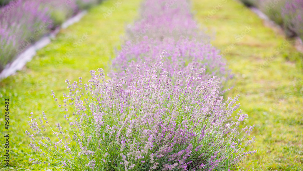 Obraz premium Magog, Canada - July 26 2020: Lavende field in Blue Lavende in Quebec Canada