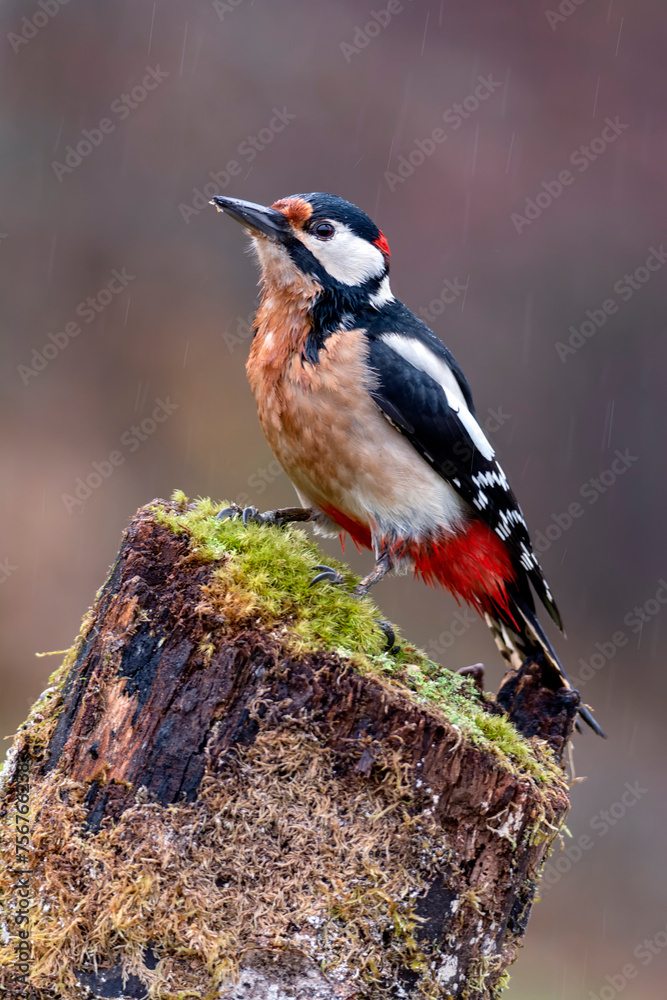 Obraz premium Great spotted woodpecker perched on a log.