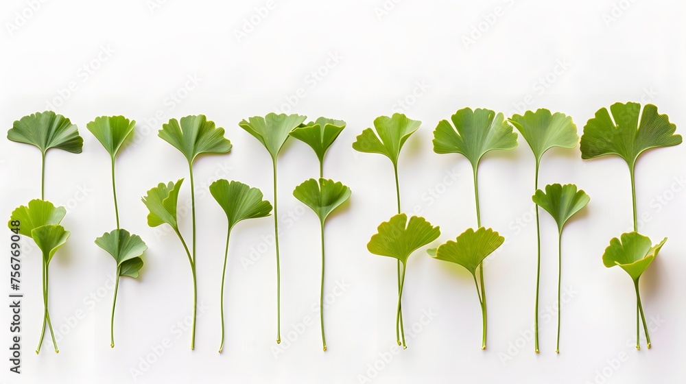 Ginkgo Biloba Leaves On White Background
