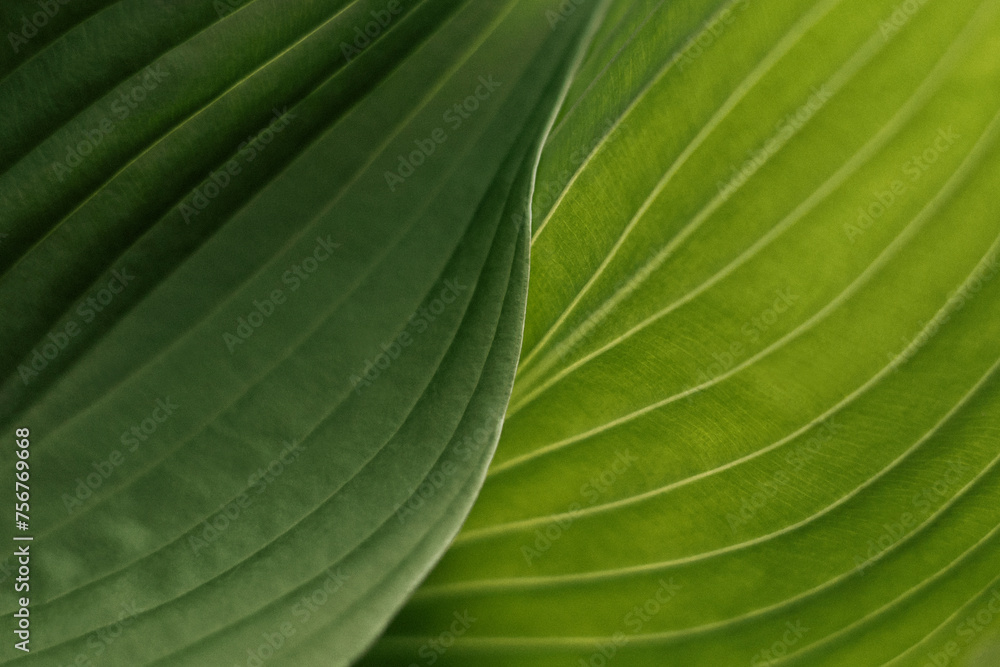 Leaves for background